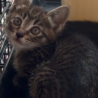 キジトラ子猫ちゃん