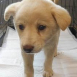 里親さまに迎えられました。ありがとうございました！