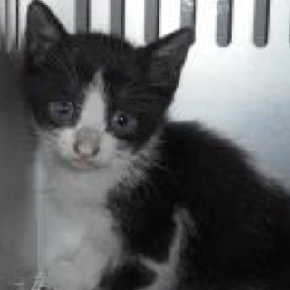 里親さまに迎えられました。ありがとうございました！