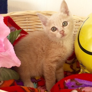 薄茶色の子猫ちゃん