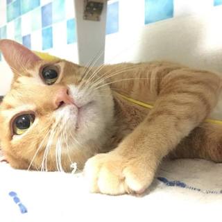 甘えん坊のちゃんぷる=^_^=