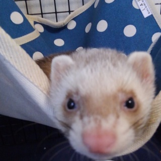 0歳♂カナディアンフェレット