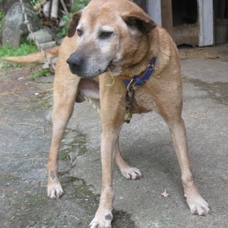 大人して優しい！！大きめの男の子です。