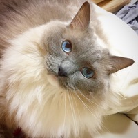 Cotton（コットン）