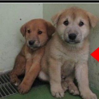 お問い合わせ頂きました(写真右の子です)