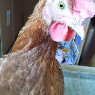 急募です！！！助けてください！