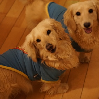 ミニチュアダックス★クリーム色