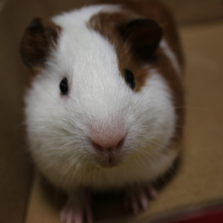 3月29日生まれです。