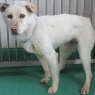 助けてください！命に期限があります。