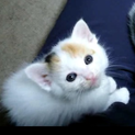 個性的な模様をした可愛い三毛猫の子猫です♪