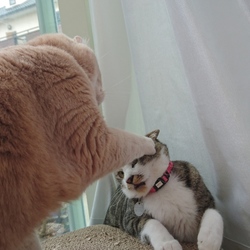 「顔に座りたいジェリー」サムネイル1