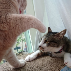 「顔に座りたいジェリー」サムネイル2