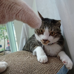 「顔に座りたいジェリー」サムネイル3