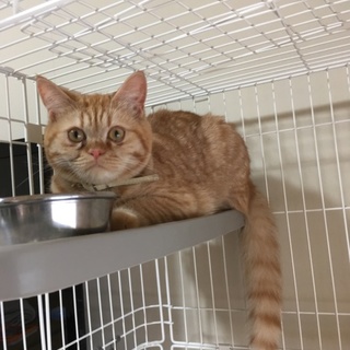 もうすぐ1歳の立ち耳スコ (用品譲ります)