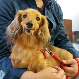 ぺろんちょもご愛嬌♪ 甘えん坊のエピちゃん