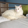 奇跡のビジュアル！オッドアイ！白猫ちゃん サムネイル5