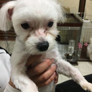 良い縁がありお渡しすることができました。