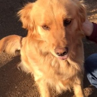 優しく人懐っこい「ｺﾞﾝ」ちゃんの里親募集します