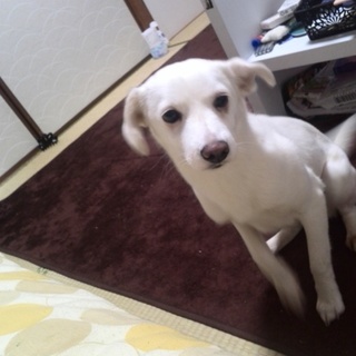 ホワイトな純白女の子