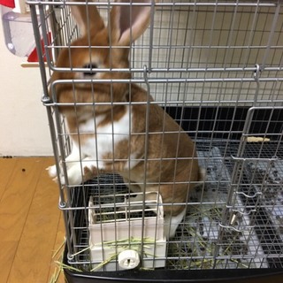 ☆元気なミニレッキスちゃん☆