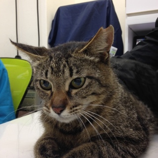 人馴れ抜群キジ猫  ポポちゃん メス