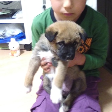 大きくなってきました