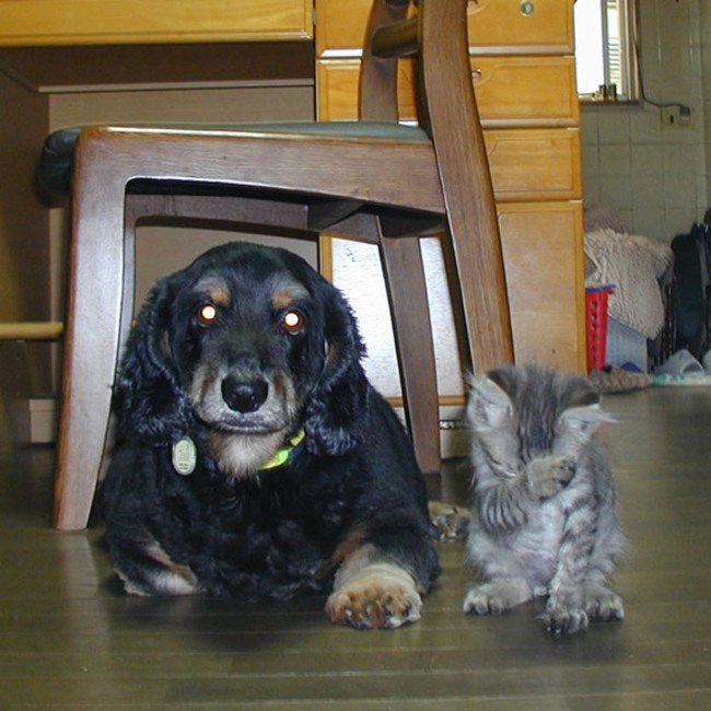 SAME Lifeみんな同じ命（杉山）のカバー写真