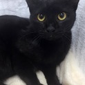 可愛い黒猫のカツオくん♪5月20日譲渡会参加！