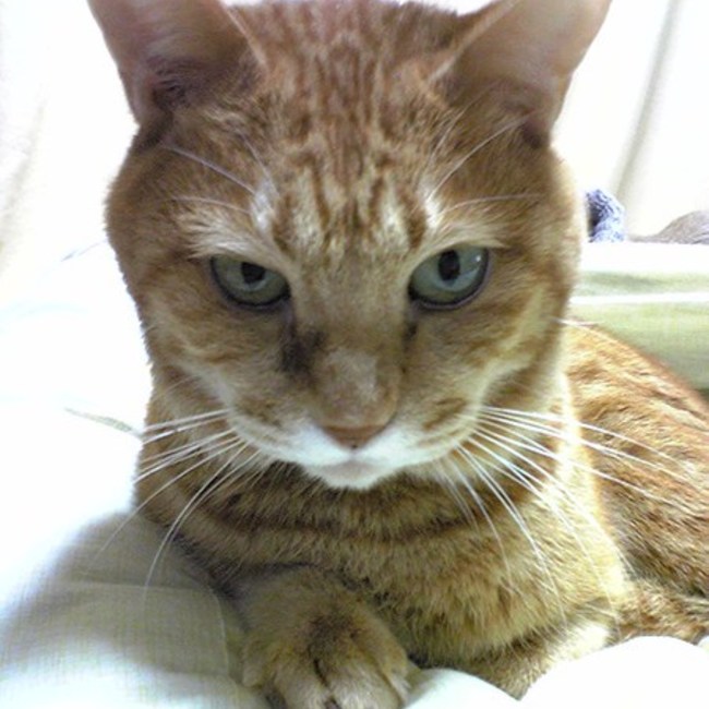 Re-chanのカバー写真