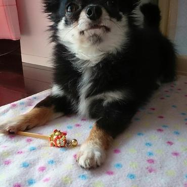 頭に白髪が混じっています。睾丸に模様があります。