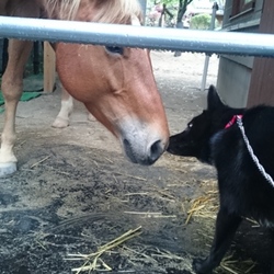 ワンと馬ちゃん、とても仲良し♪