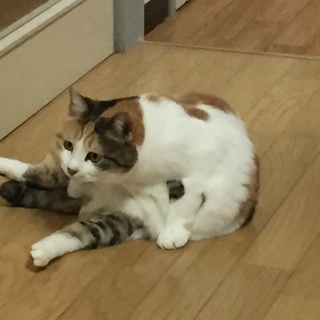 甘えん坊です！