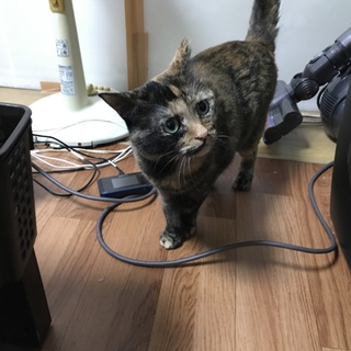 かわいい猫です