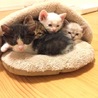 群馬より三毛ネコお母にゃんこと子猫5匹の里親募集中 サムネイル7