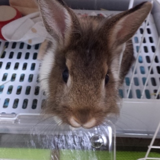 生後7ヵ月ミニうさぎ里親募集