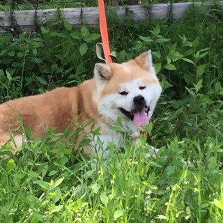 お散歩大好き　若い秋田犬のしょうちゃん