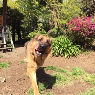 ご機嫌ルンルン♫マルクス　若いです