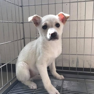 愛媛県動物愛護センターか 愛媛県 犬の里親募集 ペットのおうち 月間利用者150万人