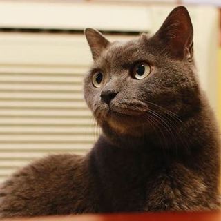 年齢なんてなんのその！シャルトリューのぎんちゃん