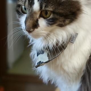 里親様決定しました。ありがとうございました。