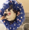 フクロモモンガ