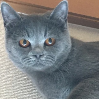 ボンベイの13ケ月の男の子