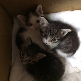 子猫生後一ヶ月