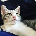 美形キジシロちゃんメス4か月