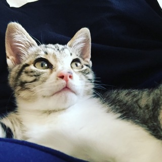 美形キジシロちゃんメス4か月