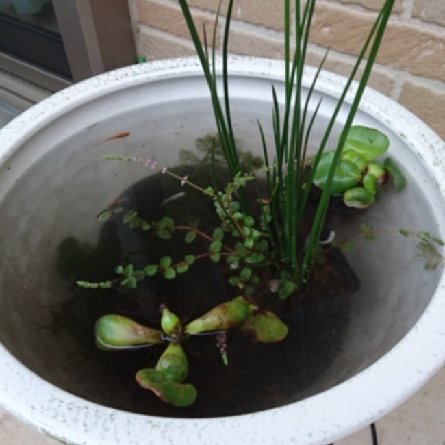 チキチキオのカバー写真