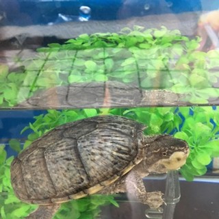 ミシシッピニオイガメ里親募集
