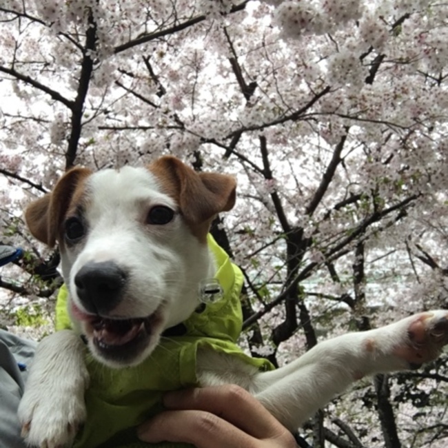 Ryokitのカバー写真