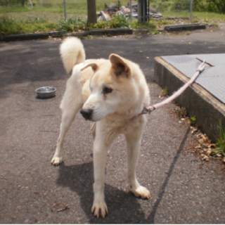 甘えん坊の癒し系紳士　これからは癒され系紳士