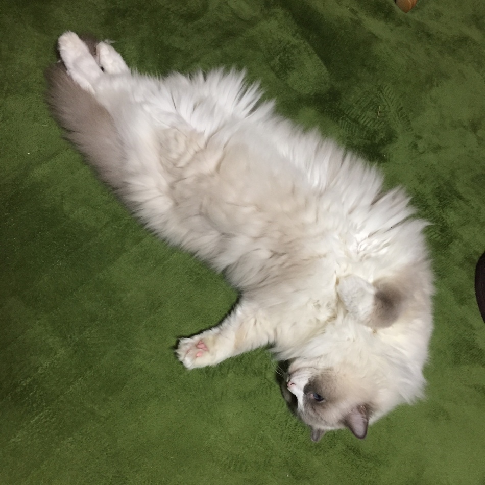 ルナのカバー写真